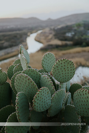 Cactus-LF0B0681
