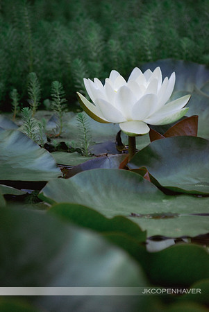 Lone Lotus 2