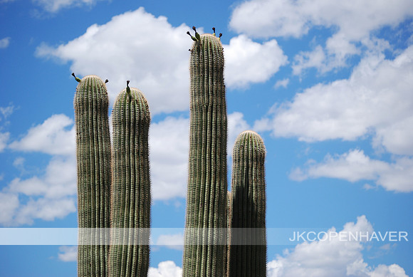 Four Cacti in the Sky