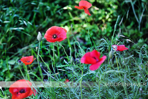 Red Poppies
