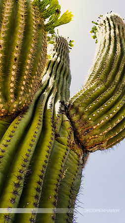 Cactus-West Arizona Saguaro from Below with Sun