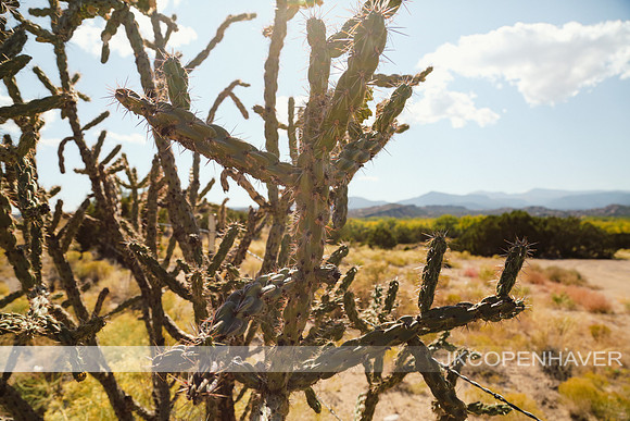 Cactus-LF0B3458