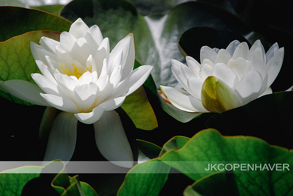 Lotus Flowers Sunlit in the Pond