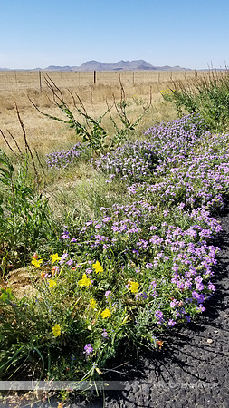 Marfa Spring roadside flower landscape