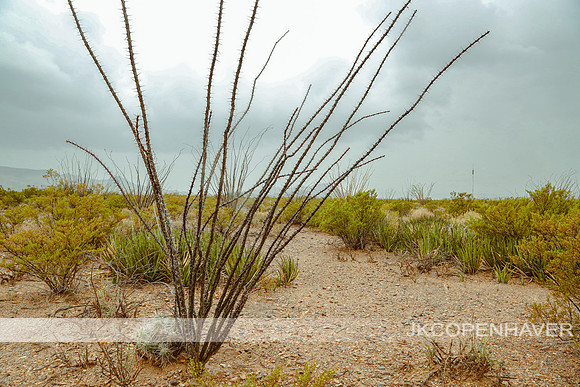 Cactus-LF0B6365