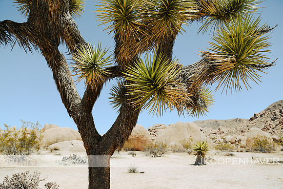Joshua Tree