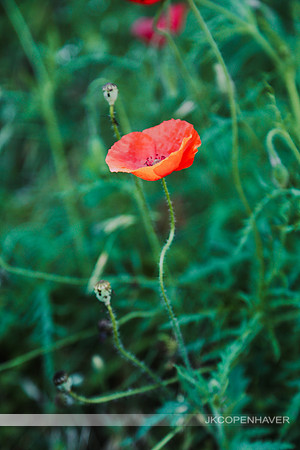 Red Poppies GT -6975