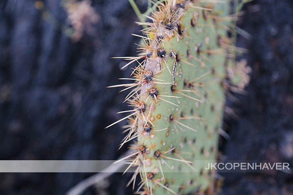 Cactus-LF0B1185