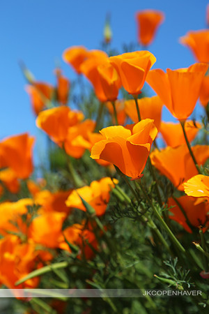 Orange Poppy Cluster