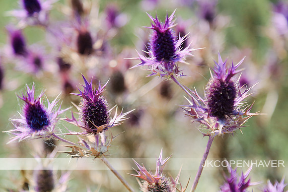 Purple Spikes