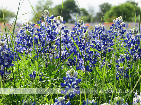 Bluebonnets on Display