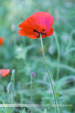 Red Poppies GT -6963