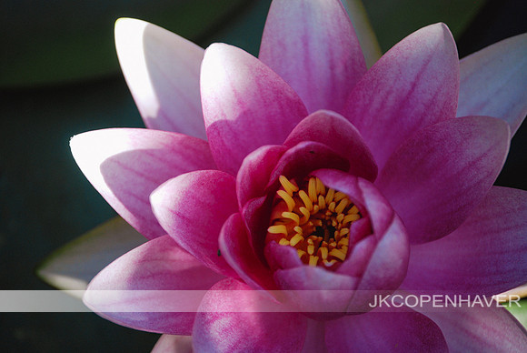 Pink Lotus