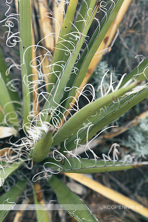 Cactus-LF0B1261