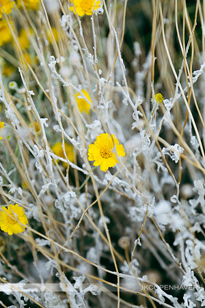 Yellow Desert Bush Vert