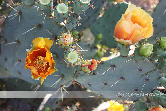 Orange Cactus Bloom