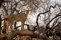 Africa Safari -8649