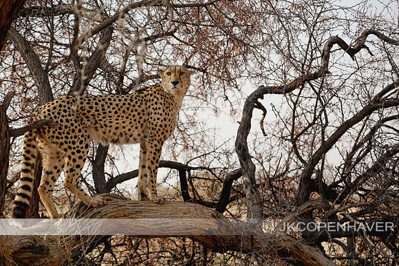 Africa Safari -8649