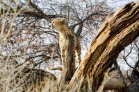 Africa Safari -8659