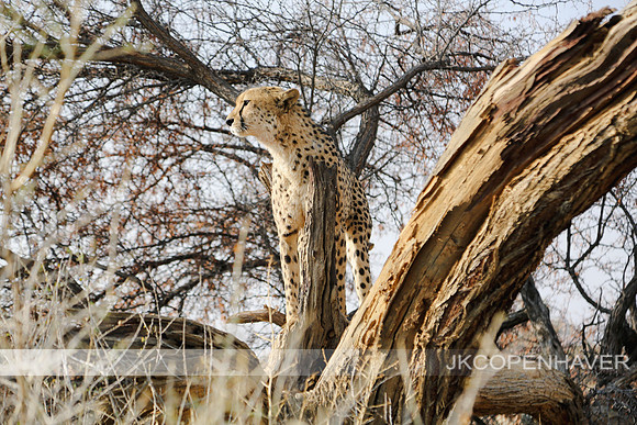 Africa Safari -8659