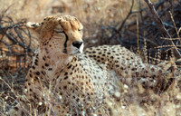 Africa Safari -8701