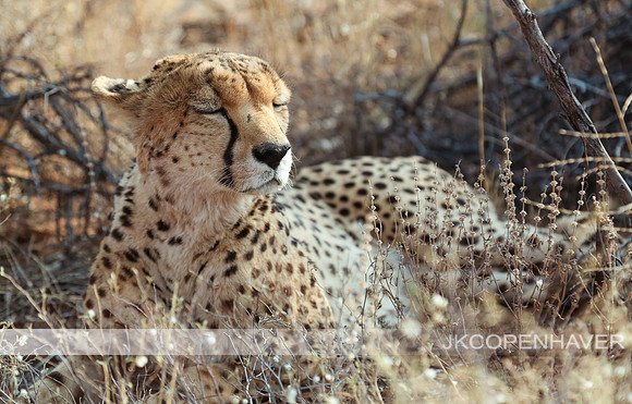 Africa Safari -8701