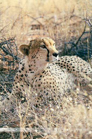 Africa Safari -8706