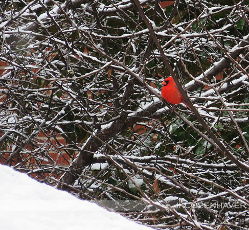 Winter Cardinal