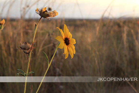 Desert Flower