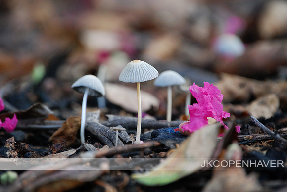 Little Mushrooms