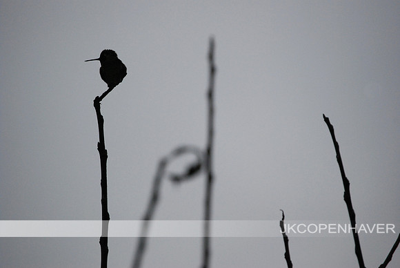 Humboldt Hummingbird