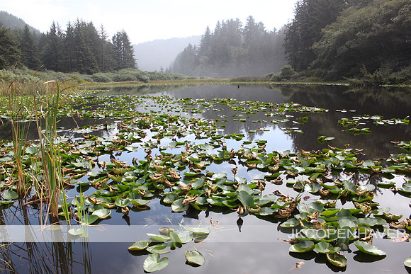 Oregon Lilly Pond