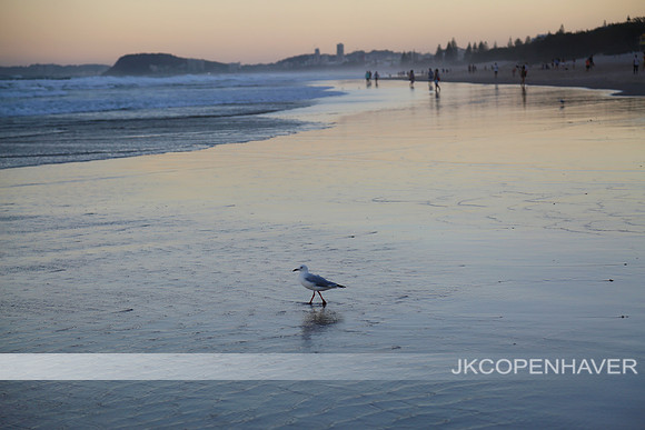 Gold Coast Seagull