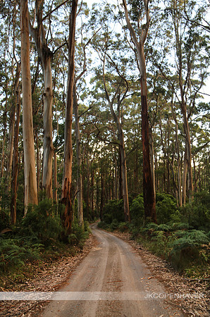 Eucalyptus Road