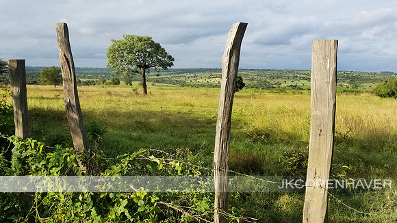 African Tree