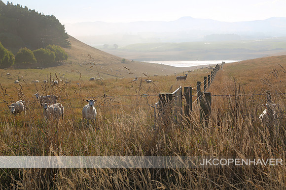 New Zealand Sheep