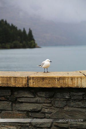 Seawall Seagull