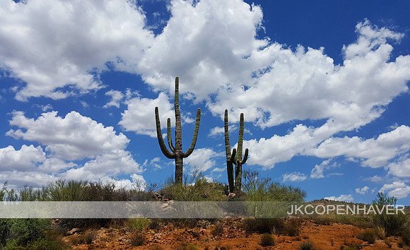 Saguaros in the Sky