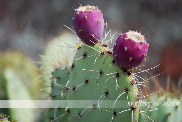 Prickly Pear