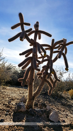 Fuzzy Cactus