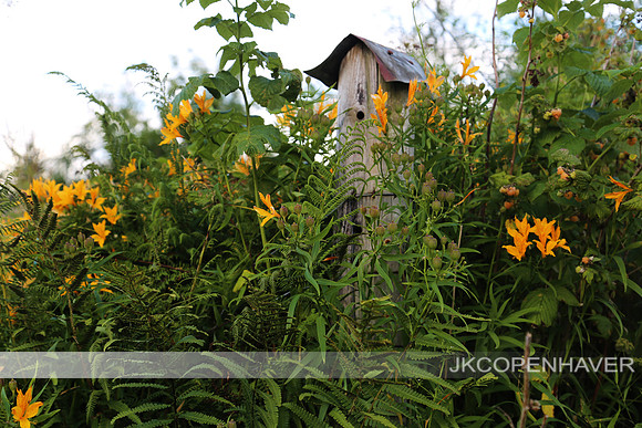 Scotland Birdhouse Flowers