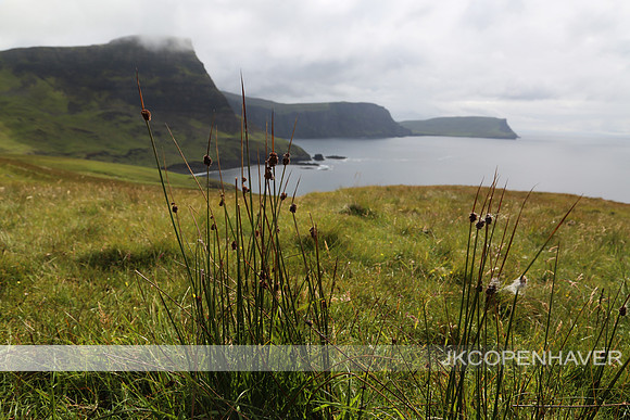 Scotland Cliffs and Reeds