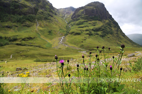 Scotland Green Mountain Valley Purple Flowers