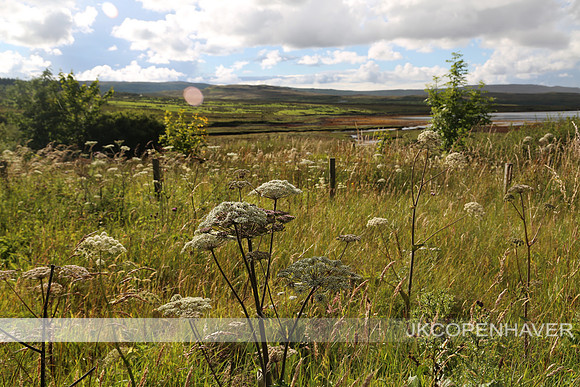 Scotland Landscape Flowers Glare Sunny