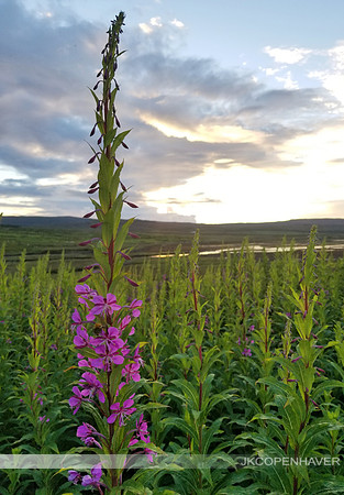 Scotland Purple Flower with Pond in Background