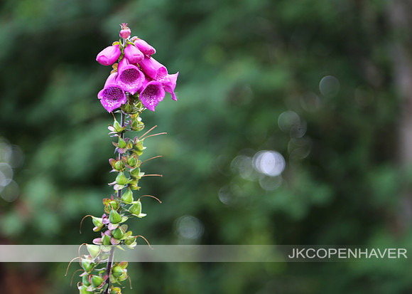 Scotland Purple Tall Trumpet Flower