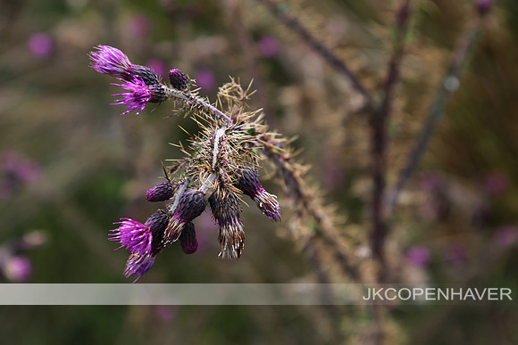 Scotland Purple Thorn Thistle