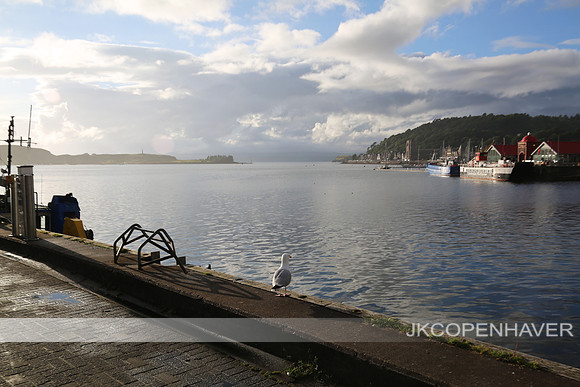 Scotland Seagull Looking out from Harbor