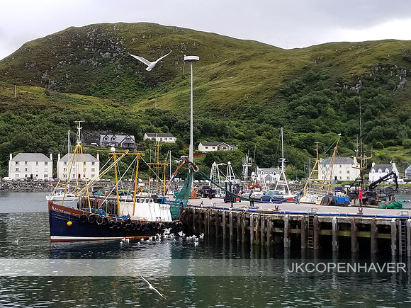 Scotland Seagull over Boatdock