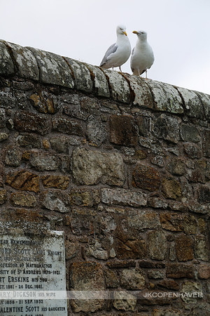 Scotland Seagulls Talking